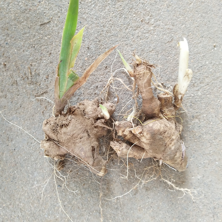 哪里有卖德国蓝花鸢尾根 德国鸢尾种球 基地德国鸢尾种根大量供应