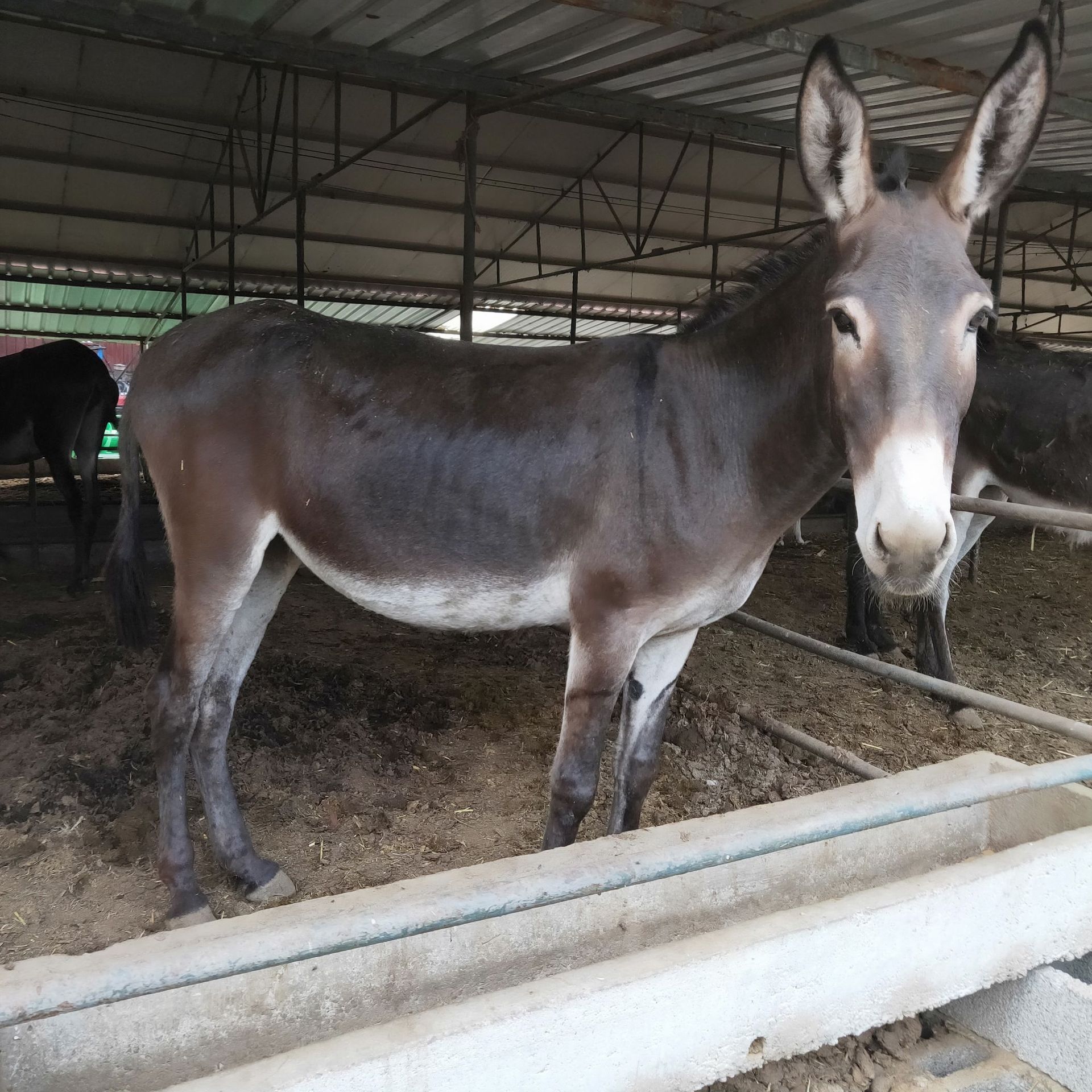 小毛驴活体驴送货三粉驴价格肉驴崽种驴