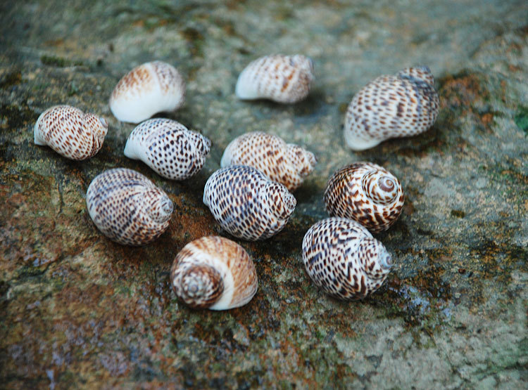 鸟蛋螺 diy墙贴装潢鱼缸地台 婚礼地中海风情家居装饰 小海螺贝壳