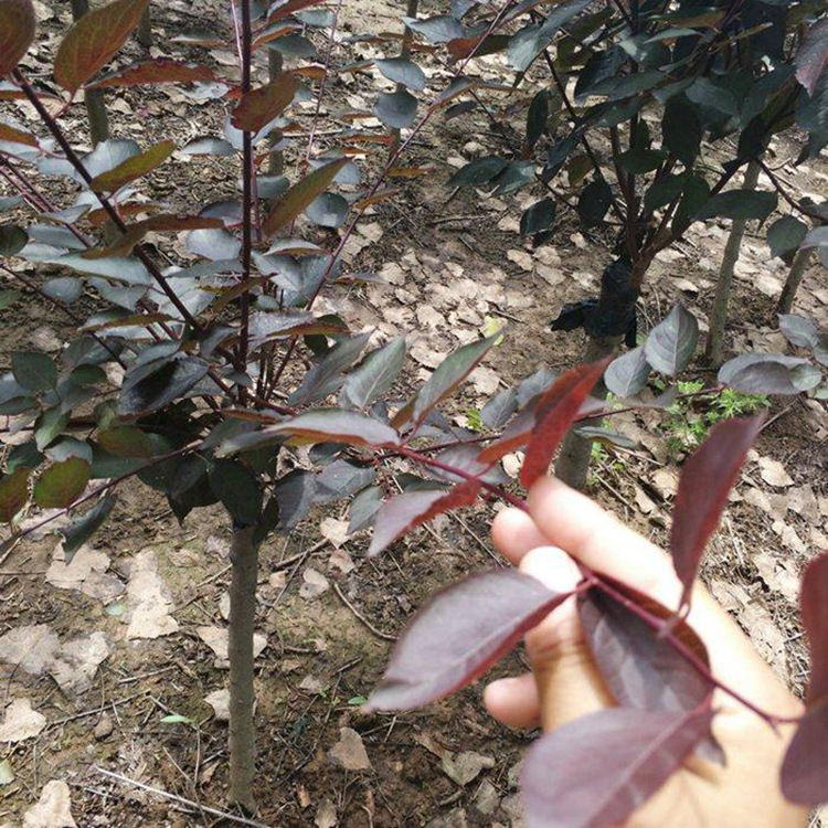 美人梅批发直销 基地直销 美人梅基地直销 价格公道