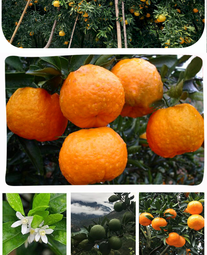 湖北长阳清江岩松坪椪柑新鲜孕妇水果柑橘丑柑芦柑一级45枚装包邮