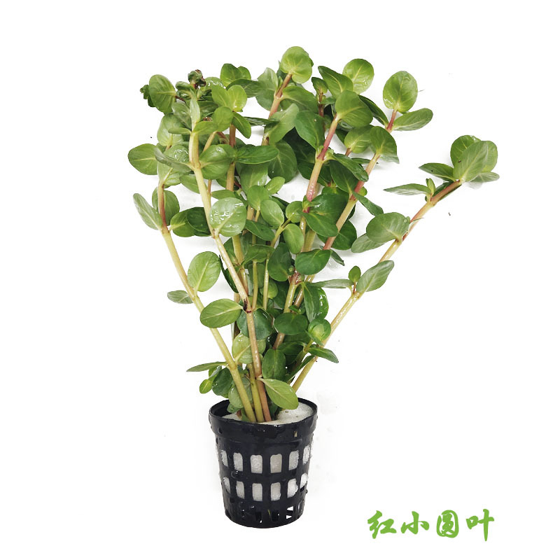 后景草有茎类红宫廷蝴蝶叶底红丁香包草1包5杯真水草造景草场批发