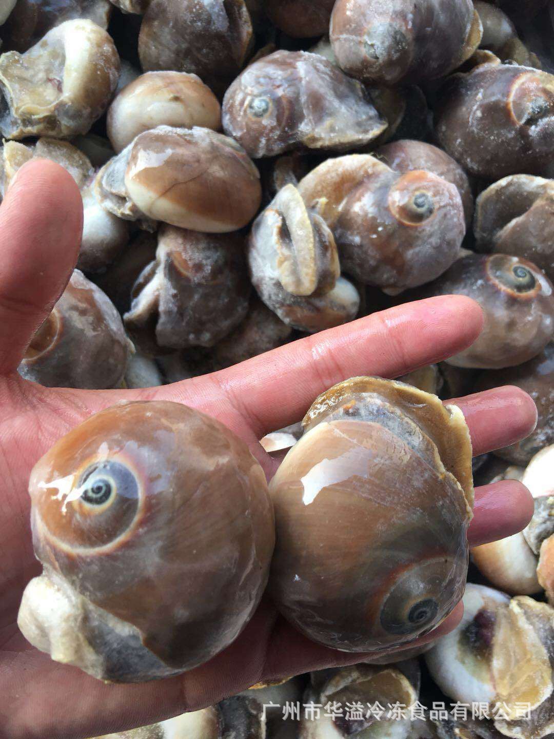 冷冻玉螺 香螺 20斤/箱 冷冻海鲜自助餐麻辣爆炒花螺海螺吐沙玉螺