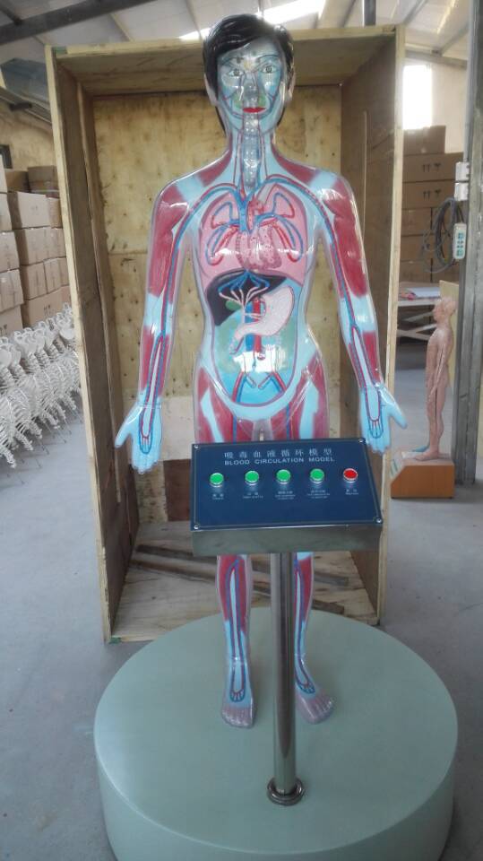 康谊牌kay-10000微电脑人体吸毒血液循环演示模型