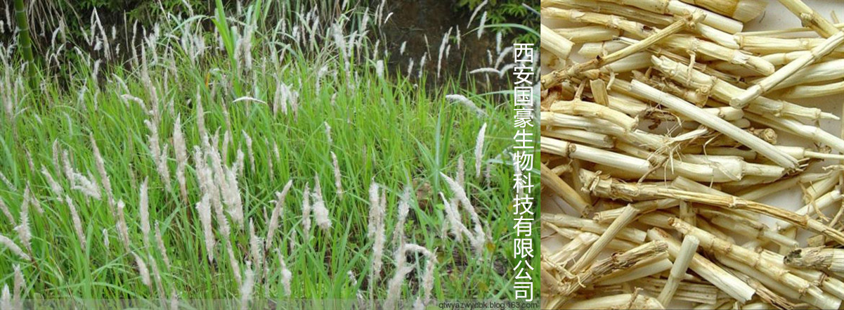 【原料别名】:丝茅草,茅草 【提取来源】:提取自双子叶植物白茅根的