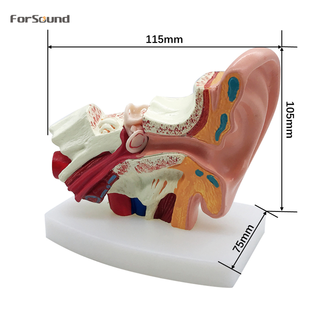 仿真人耳解剖模型用于助听器临床教育医学教育大号耳朵解剖模型