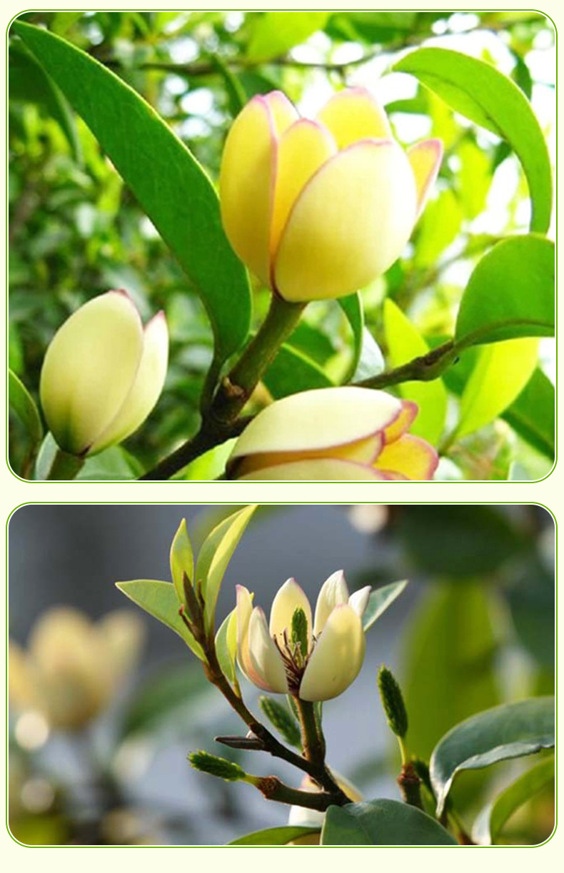 四季开花带叶带花含笑树苗 乐昌含笑庭院植物 耐寒花卉含笑花盆栽