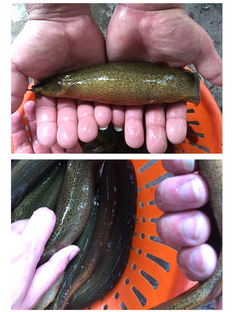 新品上市商品描述新奇创意项目不报名雌雄统货品种台湾泥鳅产地/厂家