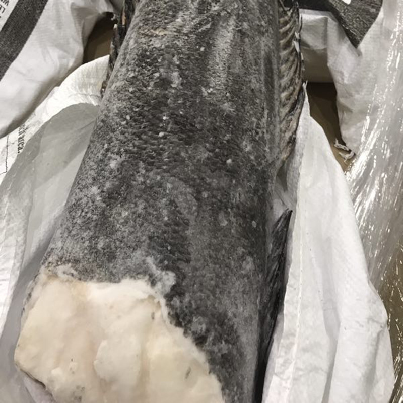 定制批发澳洲银鳕鱼 整条鱼去头尾 南极深海进口新鲜冷冻鳕鱼