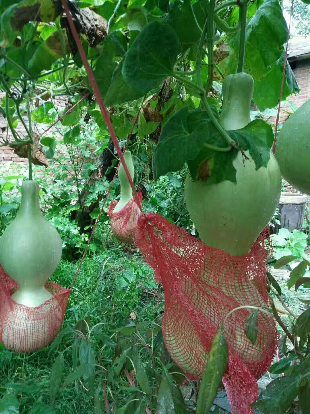 巨型葫芦 特大葫芦种子包邮 大亚腰大葫芦籽 易种手捻葫芦 微型