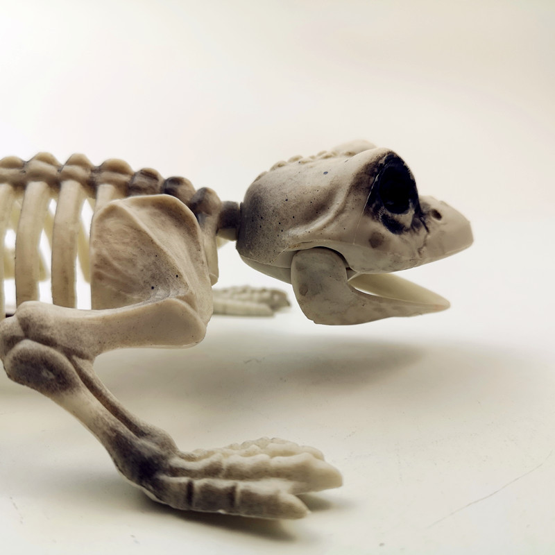 新款万圣节整蛊道具青蛙骨架场地道具恶搞愚人青蛙骨架动物骨架