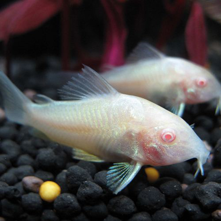 水族宠物观赏鱼活体底栖白鼠鱼淡水热带工具鱼清洁除藻苔小额批发