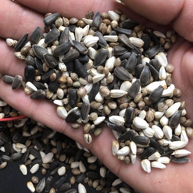 中颗粒麻子油葵子中大鹦鹉粮黑瓜子红花籽鸟食鸟粮鸽粮混合粮包邮