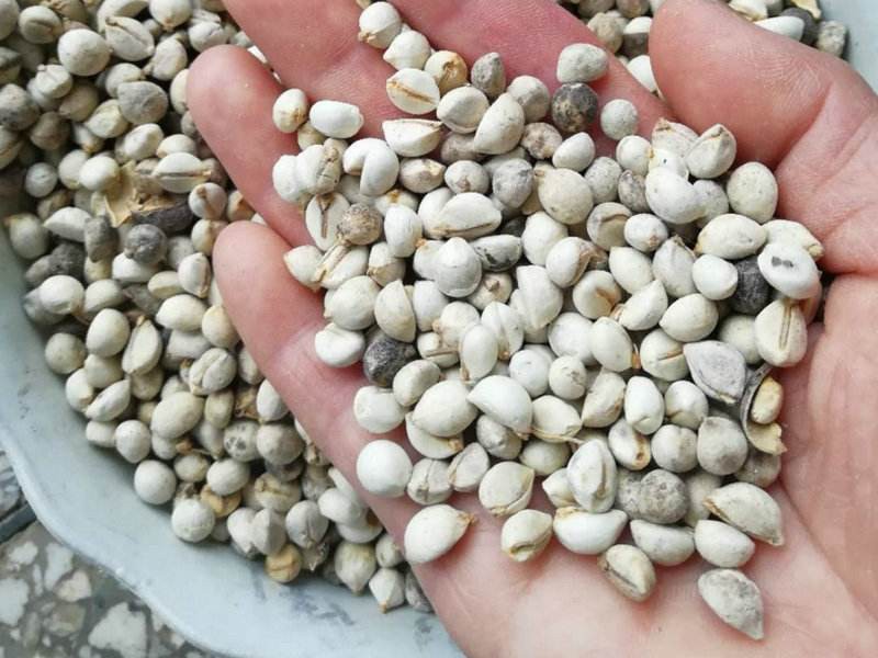 乌桕子乌桕种子乌桕小苗乌桕大树全冠乌桕乌桕大小树孝昌乌桕周巷