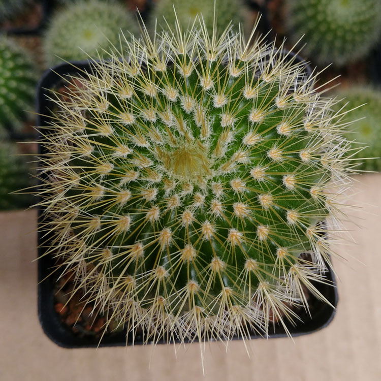 漳州多肉植物批发约3-4cm实生金冠 裸根园艺仙人球花卉盆栽绿植