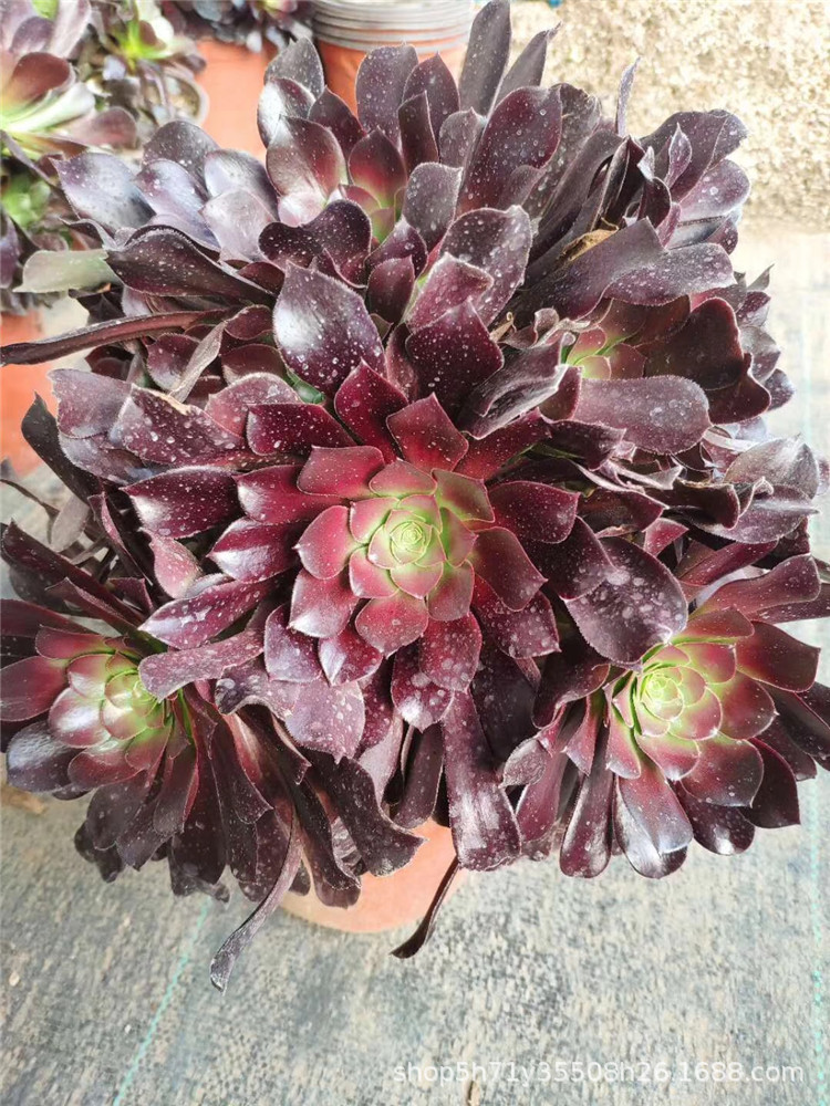 1634多肉植物大棚限量批发盆栽 欧版紫羊绒法师高30cm左右裸根发