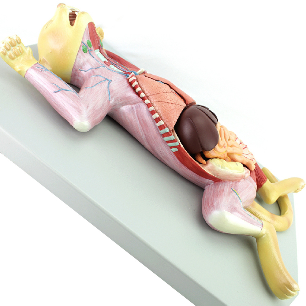 猫解剖模型 宠物器官内脏肌肉神经猫的解剖结构生理