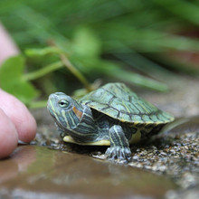 巴西小乌龟宠物活体两栖龟外塘红耳杂食龟养殖场批发地摊观赏水龟