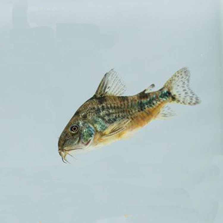 水族宠物观赏鱼活体底栖花鼠鱼淡水热带工具鱼清洁除藻苔小额批发