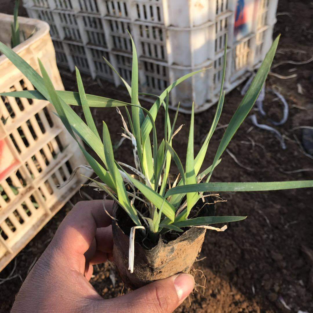 多芽观赏马兰花苗 现货订购马兰花 马蔺 带土发货 工程苗马兰花