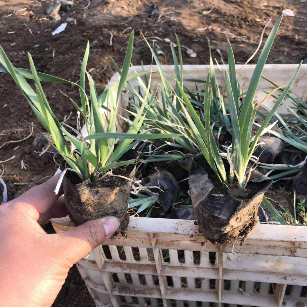 多芽观赏马兰花苗 现货订购马兰花 马蔺 带土发货 工程苗马兰花