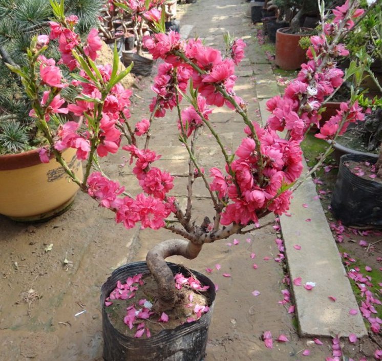 造型寿星桃树苗盆栽树桩盆景粉红色重瓣桃花苗阳台花卉带花苞