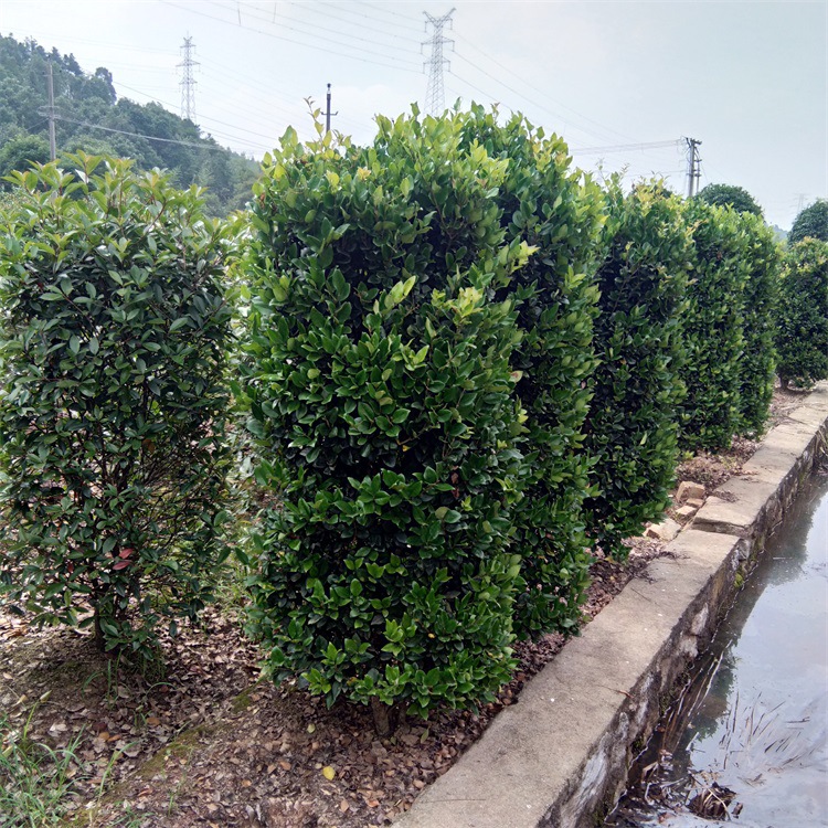 苗农直销各种规格的金森女贞柱子货源充足量大从优包成活
