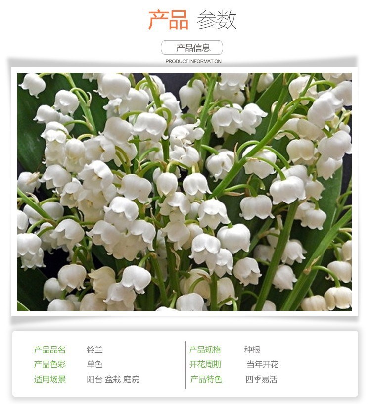 铃兰球根十颗浓香小型花苗种根盆栽阳台室内芳香花卉当年开花种球