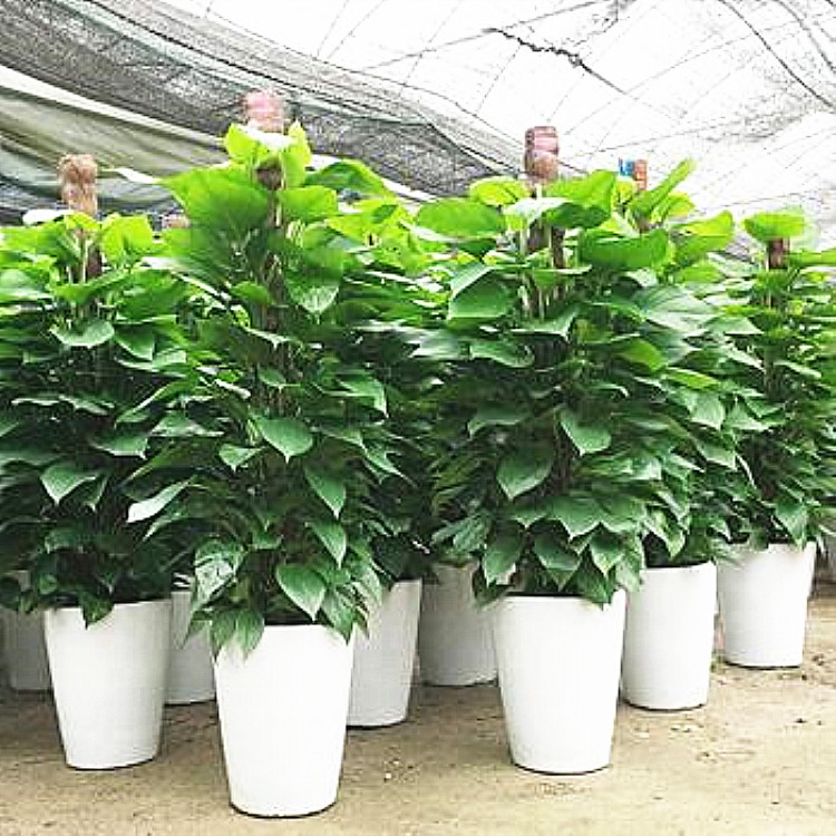 大叶绿萝柱批发小叶绿萝柱大型盆栽树桩树状绿植室内观赏净化空气