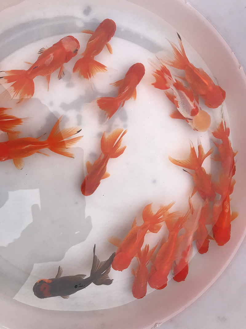 观赏活体草金鱼 小红草练手小型冷水金鱼 批发上海活体锦鲤鱼苗