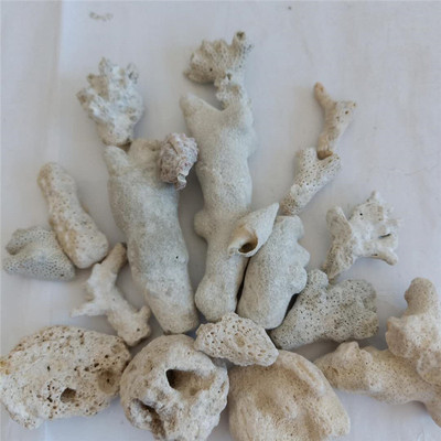 厂家批发盆栽花卉垫底珊瑚石 水族馆装饰珊瑚岩 鱼缸造景用珊瑚石