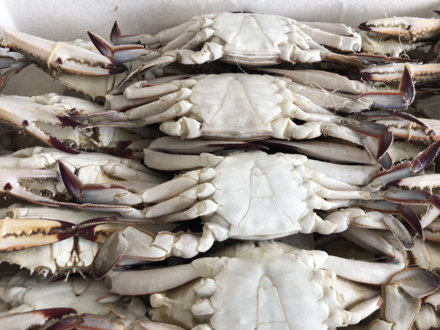 新鲜冷冻梭子蟹 自助餐海鲜 鲜活梭子蟹批发 速冻蟹块 海产品批发