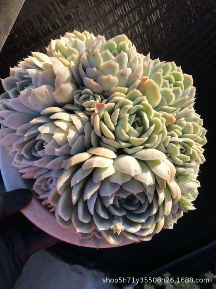 422大棚精品多肉品种限量批发 状态墨西哥雪球群盆21cm多肉植物