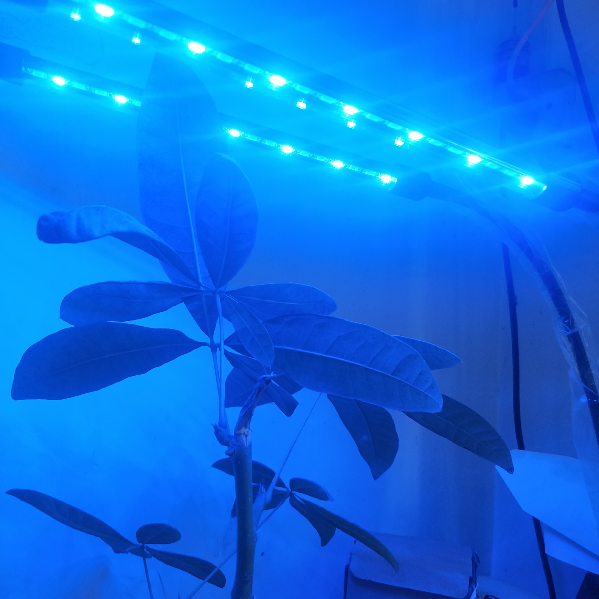 定制大棚蔬菜补光led5630灯条 多肉植物生长5730灯条 全光谱灯板