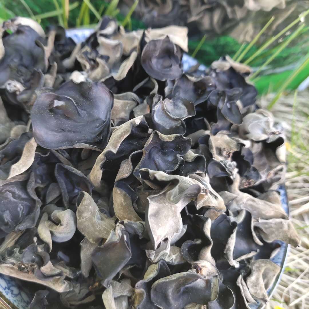 新自然大兴安岭干货野生大 朵秋木耳2厘米以下单片500克胶质厚
