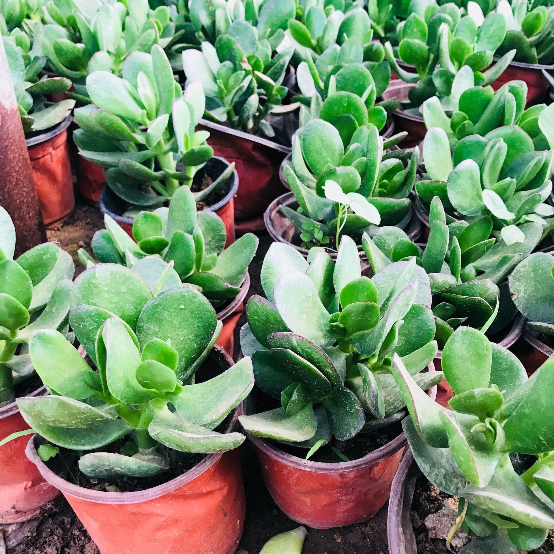 批发室内防辐射多肉盆栽玉树 大型老桩大叶多肉植物净化空气玉树