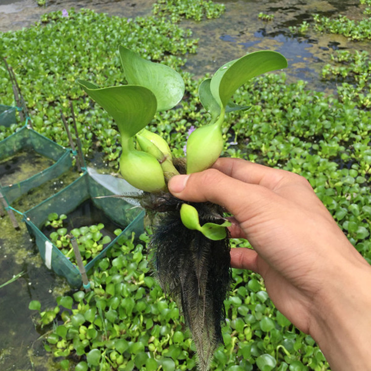 苗圃批发水生植物 水葫芦苗布袋莲 水芙蓉湿地绿化庭院池塘景观