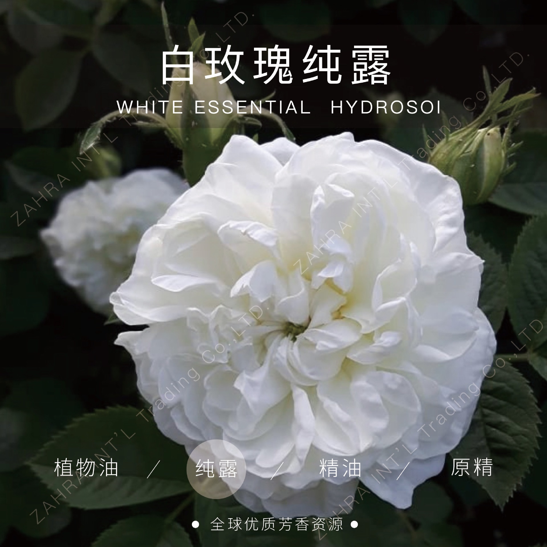 保加利亚白玫瑰纯露批发