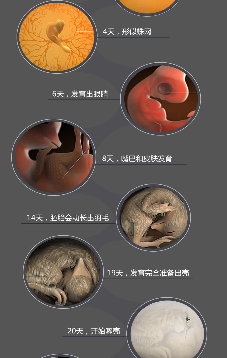 水床孵化器小型水床