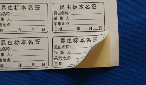 不干胶昆虫标本名签53cm昆虫定名签台纸标签