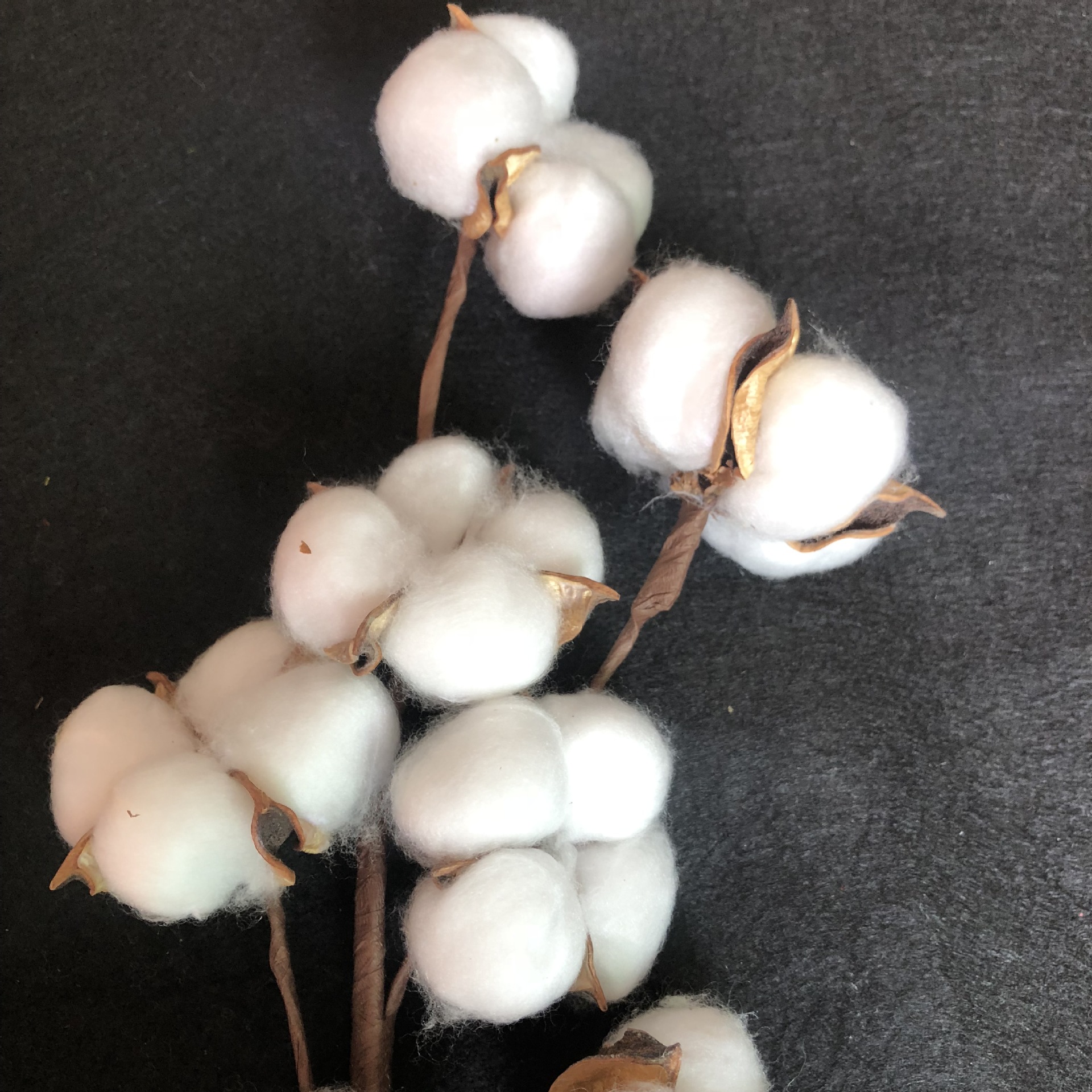 棉花干花 10头木棉花枝仿真花 天然干花棉花家居客厅装饰跨境电商