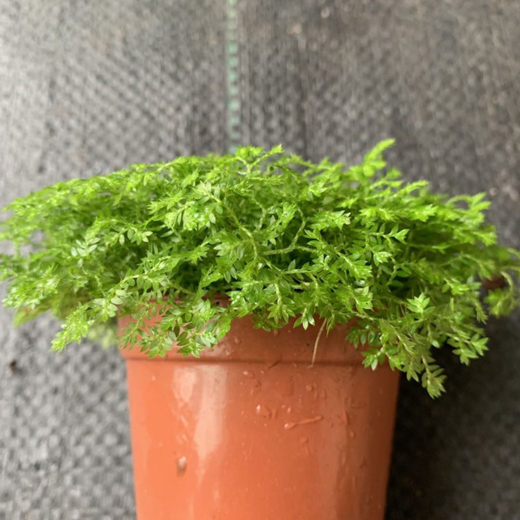 【基地直销】批发金丝雀蕨80#微景观植物 室内耐阴绿植迷你小盆栽