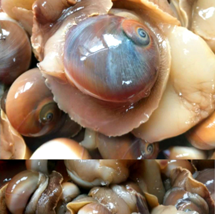 6斤装顺丰包邮鲜活小香螺新鲜野生香螺红香螺猫眼黄香玉螺肚脐螺