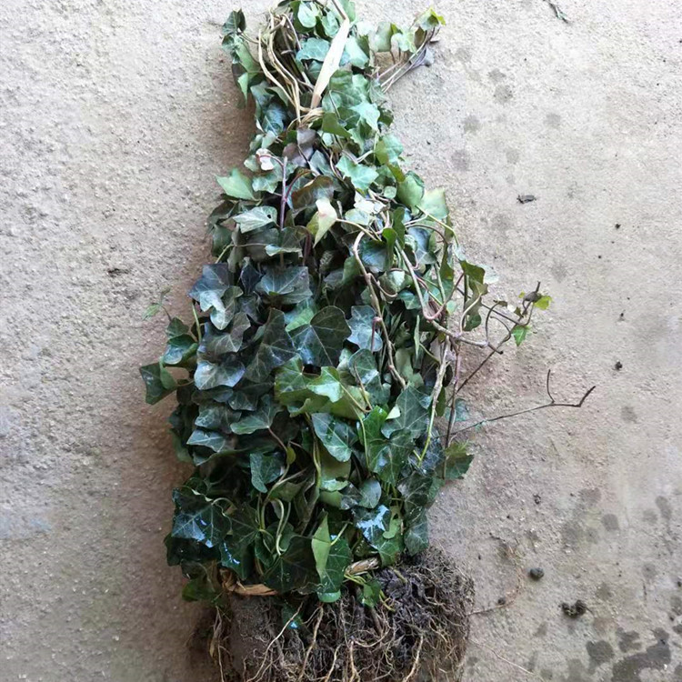 基地直销中华常青藤小苗 四季常青爬藤植物 长青藤吊兰 量大优惠