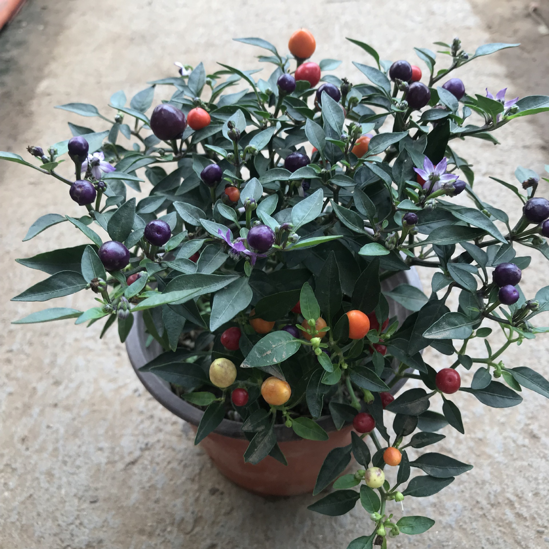 观果盆栽五彩椒阳台观赏小辣椒盆栽 多年生四季常青五彩椒量大优