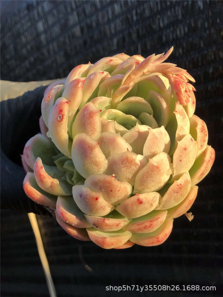 422大棚精品多肉品种限量批发 状态柠檬贝瑞单头 群生多肉爆款