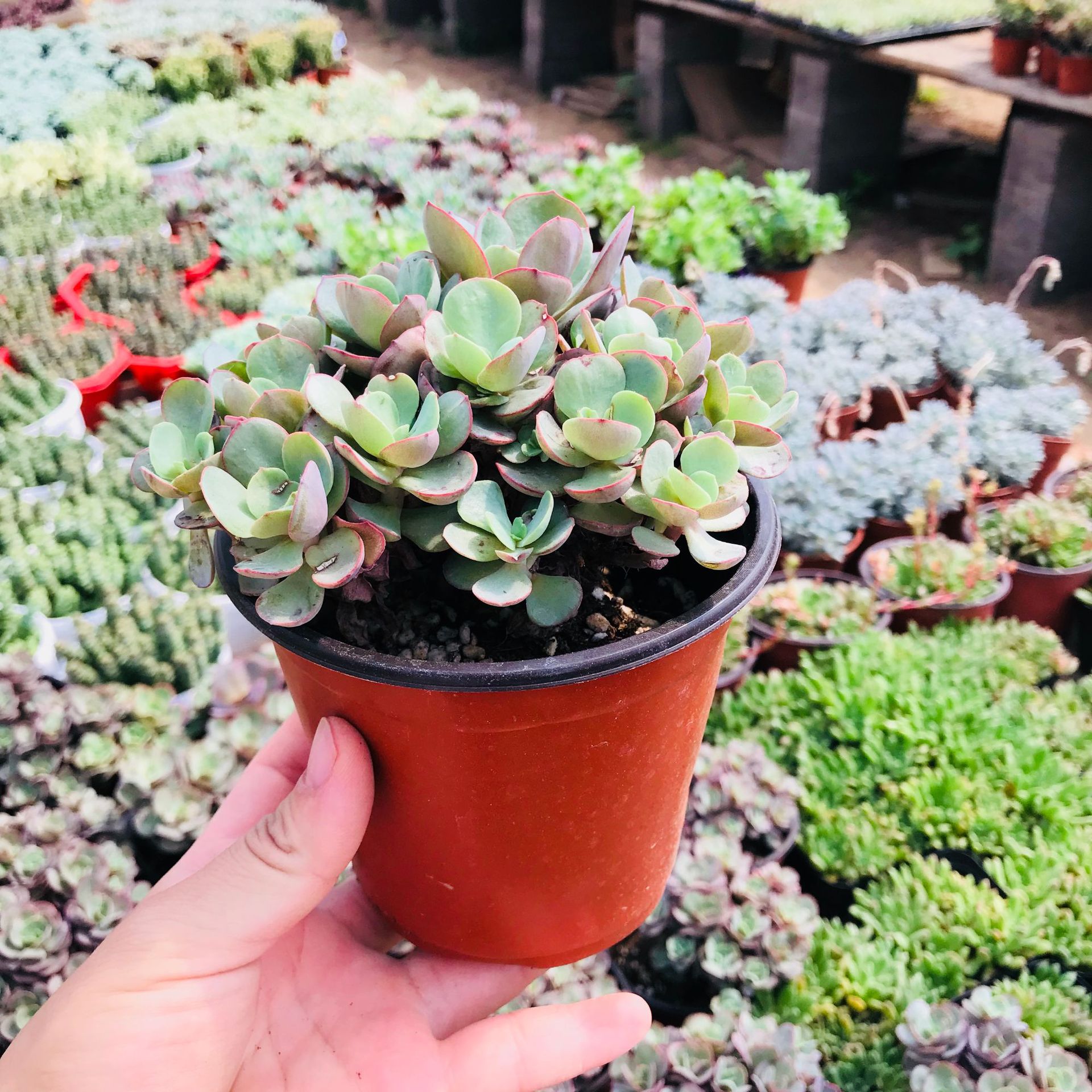 多肉植物秀妍群生 红色多肉小老桩 客厅阳台室内花卉绿植秀妍群生