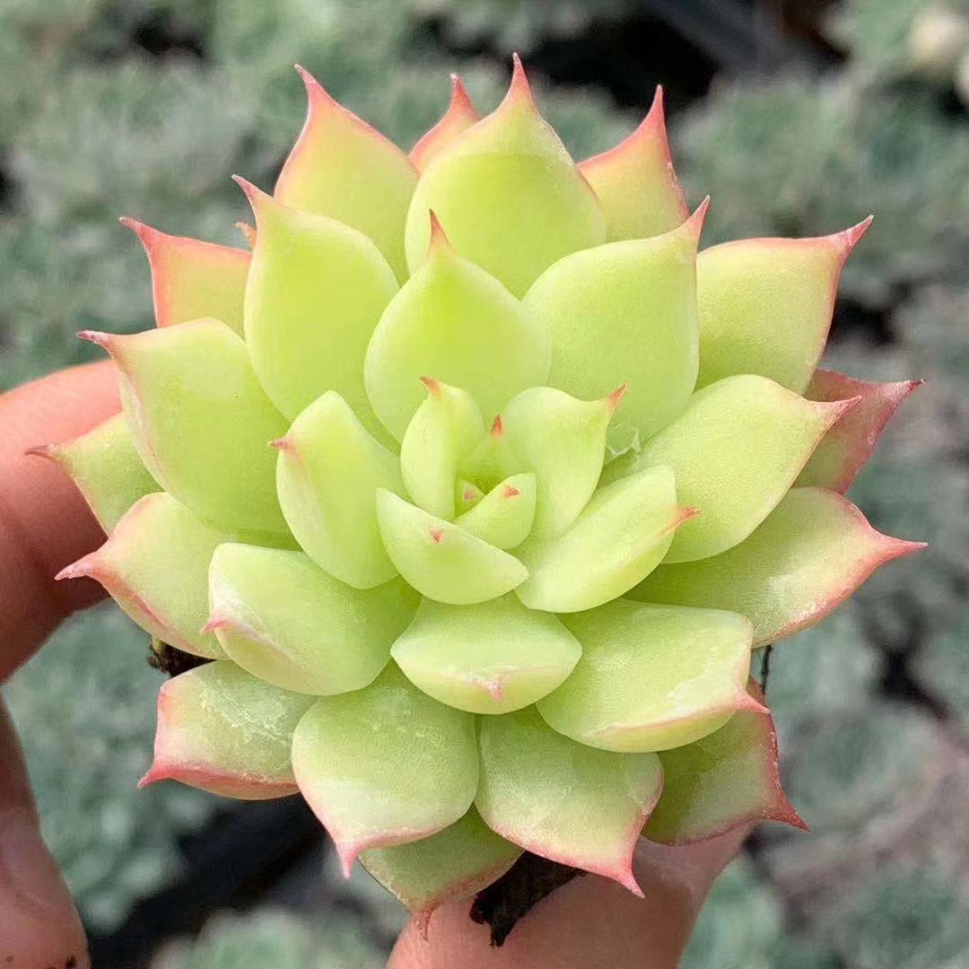 1568多肉植物基地限时批发 西娜 泡泡糖 玫瑰船长多肉植物裸根发