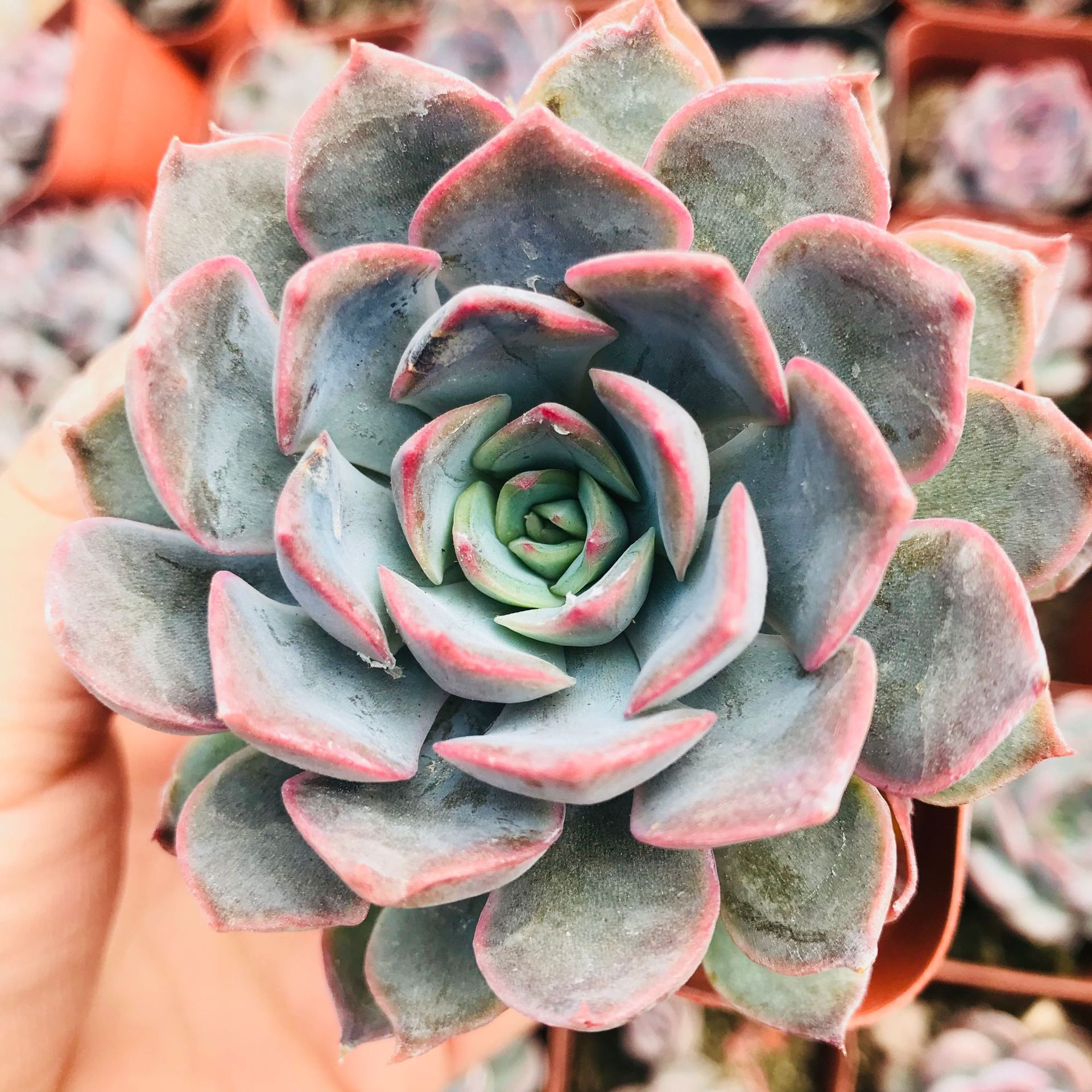 大棚直销精品优质多肉单头暗冰 室内绿植花卉批发 多肉拼盘用暗冰