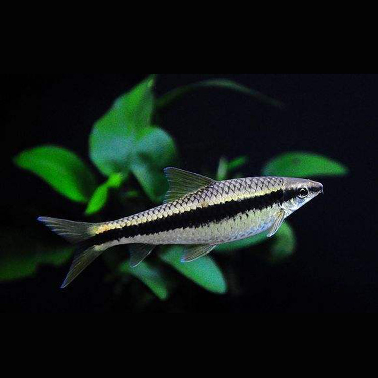 水族宠物淡水一线飞狐活体灯鳉小型群游鱼草缸观赏热带鱼底层批发